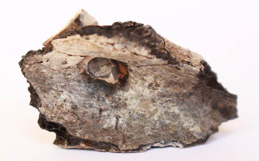 From the archaeological site of the oldest known cremation in the Middle East found in Israel Source: