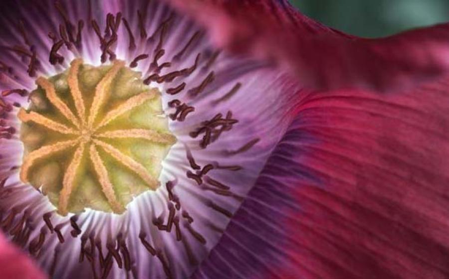 Did Ancient Swiss Farmers Genetically Modify Opium Poppies?