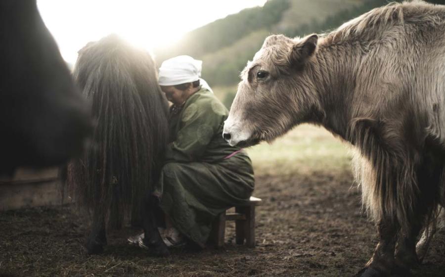 Waiting yak.’ A new study analyzing ancient Mongolian teeth may help explain the origins of lactose intolerance in humans. 