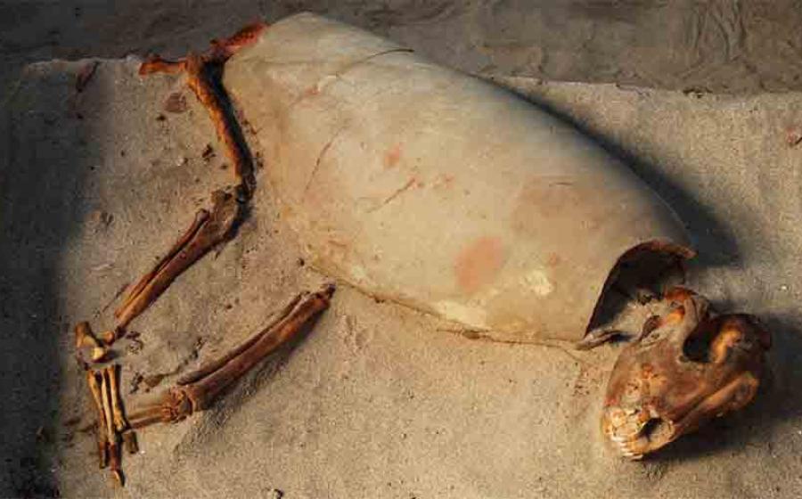 Ancient Red Sea Port May Have World’s Oldest Pet Cemetery