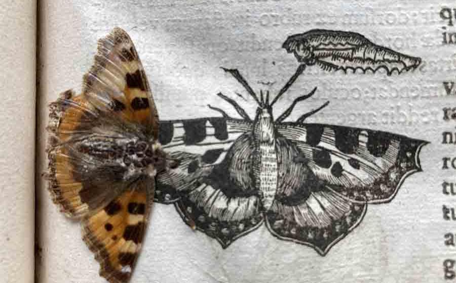Preserved Butterfly Accidentally Found In a 390-year-old Insect Book