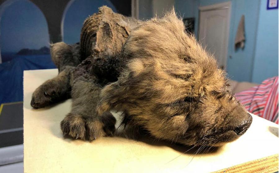 The scientists aren’t sure if the 18,000-year-old puppy is a wolf or a dog. Source: Sergey Fedorov 