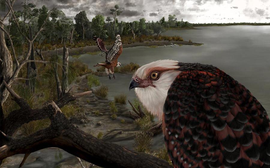 Eagle Raptors were the alpha hunters of Australia 25-million-years-ago. 	Source: © Jacob Blokland / Flinders University