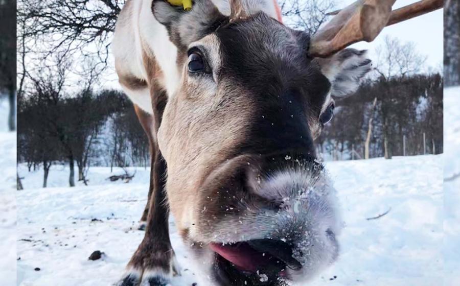 When reindeer ruminate, aka chew, they are actually catching up on their sleep, claims new study. Source: Leo Rescia / Current Biology / Furrer et al.