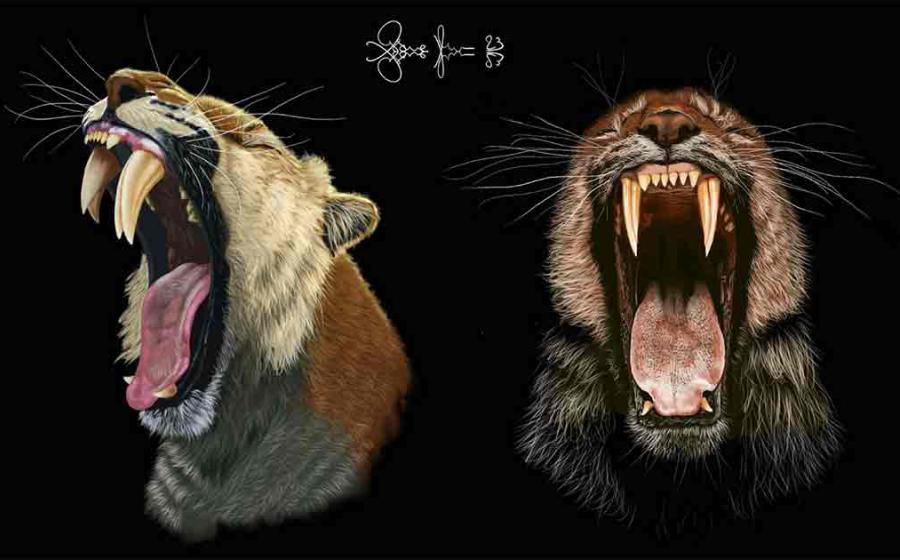 Artist’s image of the saber-toothed cat’s mouth, showing dentistry with double saber teeth.	Source: Massimo Molinero/University of California - Berkley
