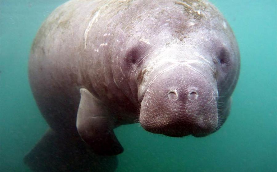 Sea Monsters in the Desert? Remains of Cuddly Sea Cow Discovered in Egypt