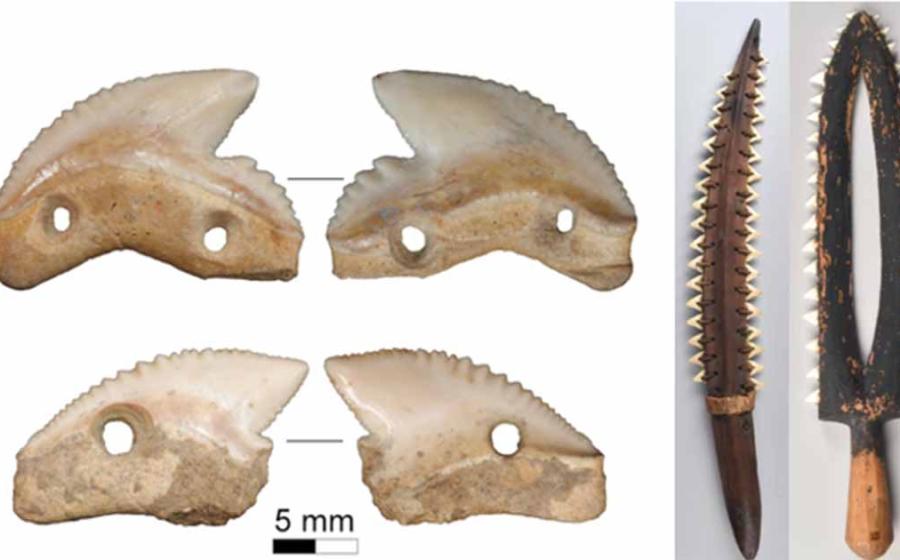 Modified tiger shark teeth found in 7,000-year-old layers of Leang Panninge (top) and Leang Bulu’ Sipong 1 (bottom) on the Indonesian island of Sulawesi. Right; Shark tooth weapons from Kiribati and Hawai’i. Source: M.C. Langley/The Conversation, Right; The Trustees of The British Museum