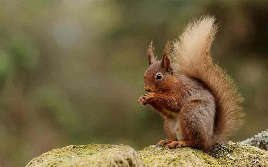 Red squirrels may have been spreading deadly leprosy amongst the population of medieval England. Source: Fraser by Peter Trimming / CC BY-SA 2.0