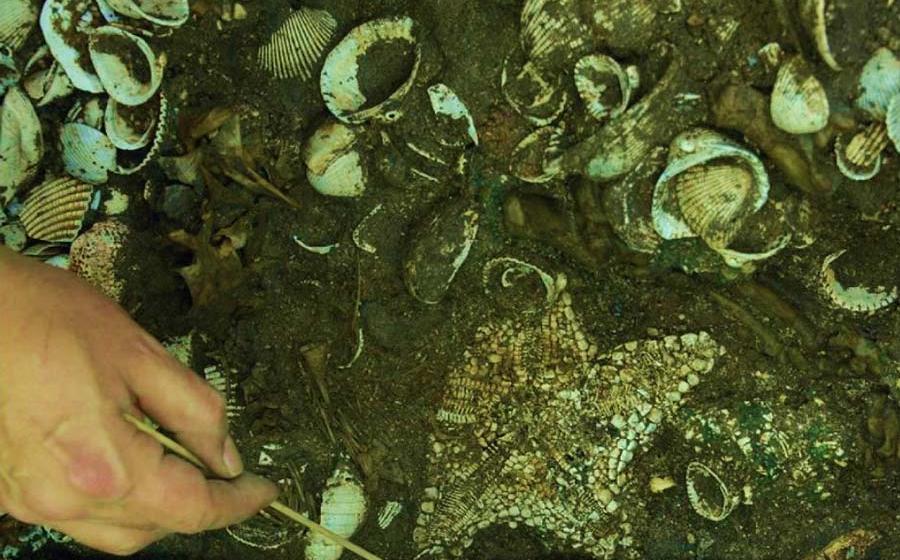 The largest Aztec starfish altar was found last year in the biggest temple, Templo Major, in the ancient city of Tenochtitlán (Mexico City) along with jaguar bones and countless seashells.		Source: INAH