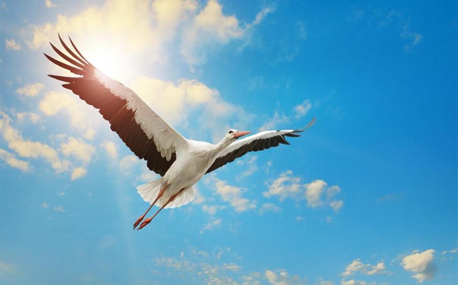 The stork has been a bird of legends through the centuries.	Source: Serghei Velusceac / Adobe Stock