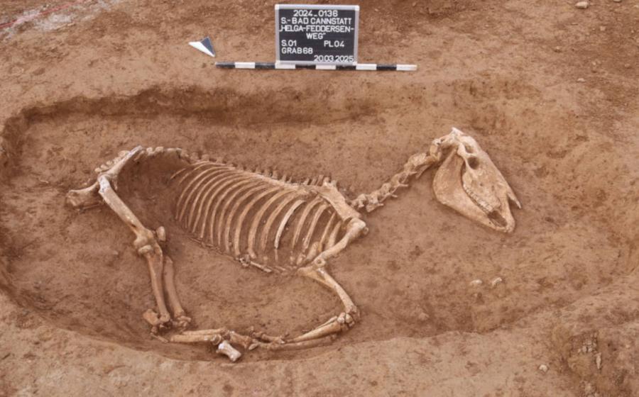 A perfectly intact horse skeleton unearthed at the Roman horse cemetery in Stuttgart. 