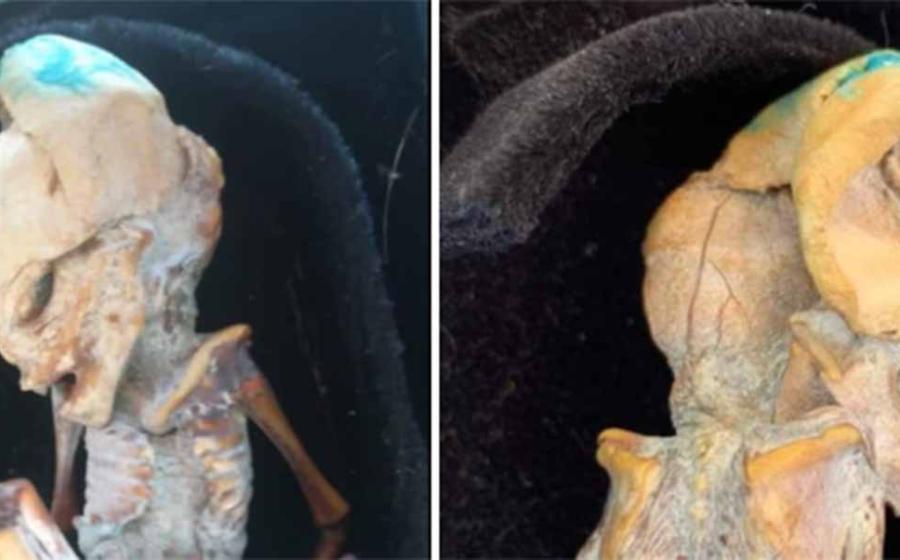 Images of the latest tiny alien claim circulating in Colombia.              Source: Social Media/Nazca Mummies