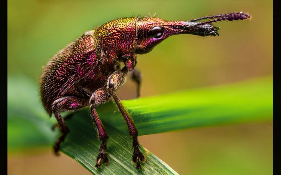 A Rhynchites auratus weevil. 	Source: Florian / Adobe Stock