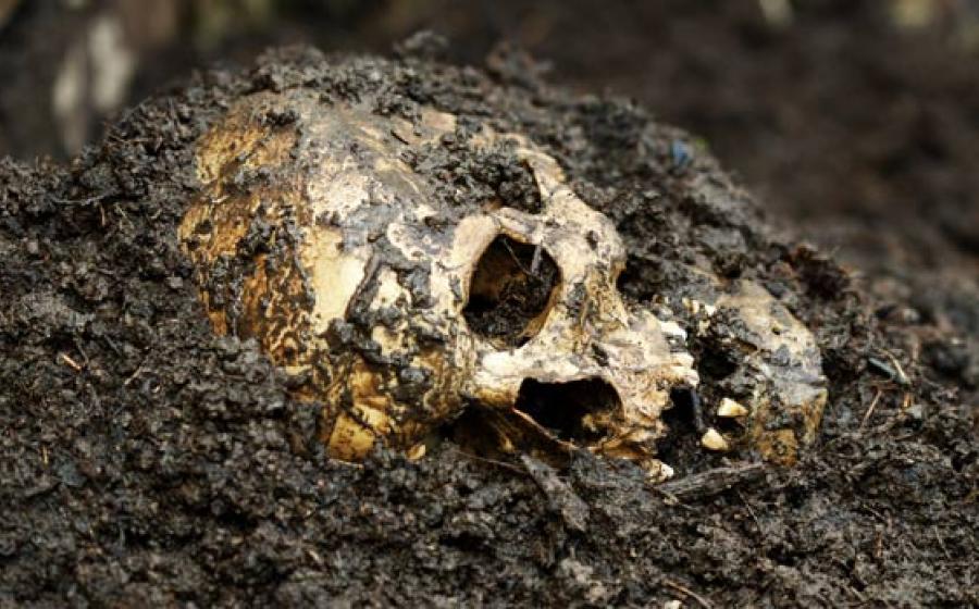 Trophy Skulls - Headhunters in London