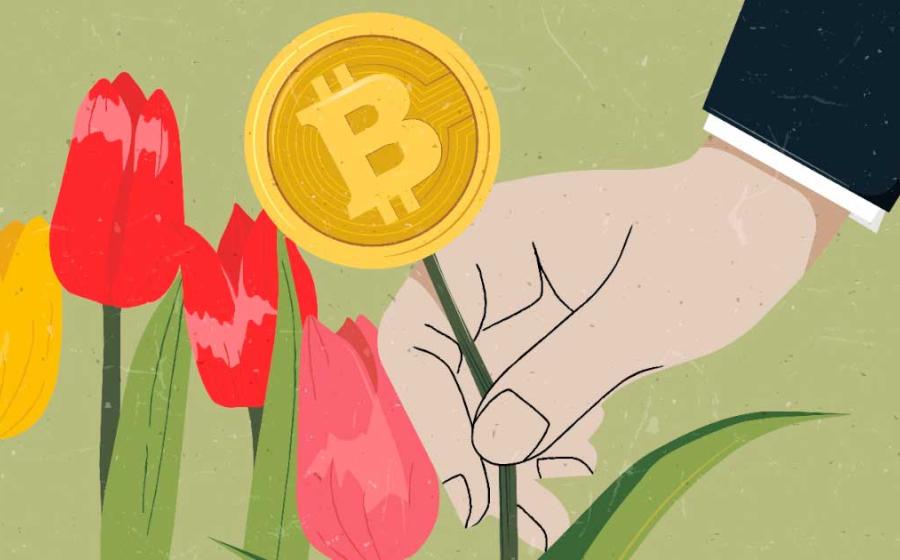The 17th-century tulipmania madness was not unlike the history of Bitcoin so far because in both cases a speculative bubble was created. Without spilling the beans, tulipmania ended suddenly and badly and put a tarnish on the Dutch Golden Age! Source: momosama / Adobe Stock