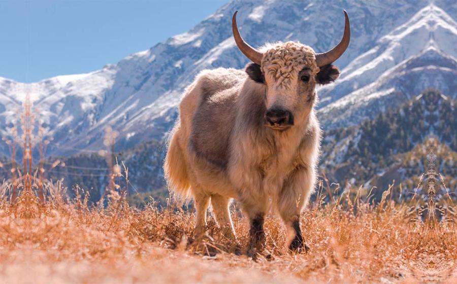 An aristocrat's Robe shows the dragon with 5 claws. (Tibet Metropolitan Museum of Art/CC0)