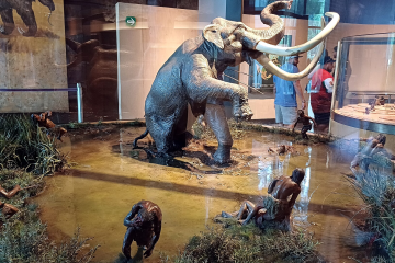 A museum reconstruction depicts Paleoindian hunters surrounding a Columbian mammoth during the Late Ice Age. Archaeological discoveries across North America suggest mammoths provided meat, fat, hides, ivory, and bone, making them among the most valuable resources for some of the continent's earliest hunter-gatherers