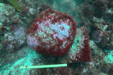 A stone with a groove, thought to be the oldest anchor found.