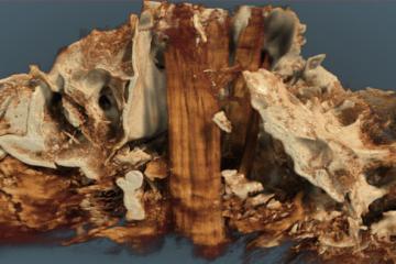 Aurochs skull with post remnants found in Germany.