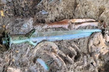 The Nördlingen sword in situ at the discovery site.