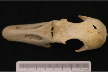 Cranium of Goose 2