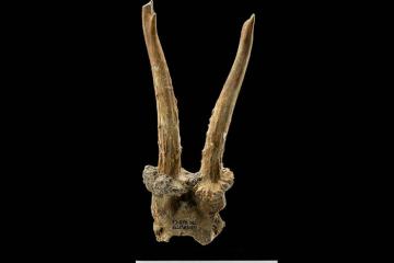 7,500-year-old roe deer skull headdress discovered at Eilsleben, Germany