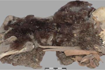 Mummified remains of a female dog from Rio Muerto, Peru.
