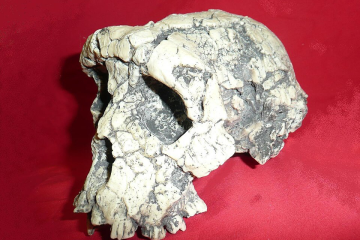 Fossil skull of Sahelanthropus tchadensis ("Toumaï"), discovered at Toros-Menalla in Chad and dated to approximately seven million years ago