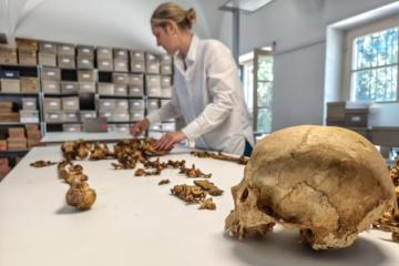Researcher at the State Collection for Anthropology Munich (SAM) examine skeletons unearthed at the village of Altheim, Germany