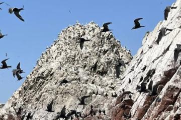 Island covered in guano produced by seabirds.