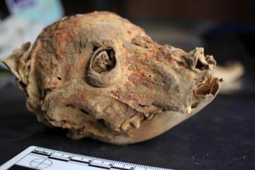 A naturally mummified dog skull painted with cinnabar from Castillo de Huarmey in Peru.