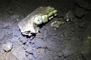 A fossil mandible of Homo naledi in Dinaledi Chamber in the Rising Star cave system