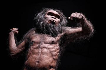 Homo habilis reconstruction from previous ideas