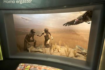 Homo ergaster Diorama at American Museum of Natural History