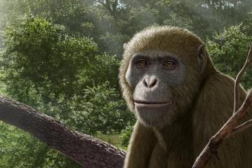 Reconstruction of Masripithecus moghraensis by Mauricio Antón