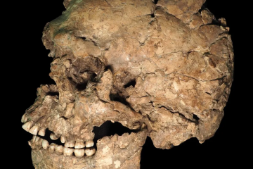  Left lateral view of the Qafzeh 25 skull from Qafzeh Cave, Israel. Researchers identified a healed sharp-force injury to the mandible, providing one of the earliest known examples of survived facial trauma in Homo sapiens