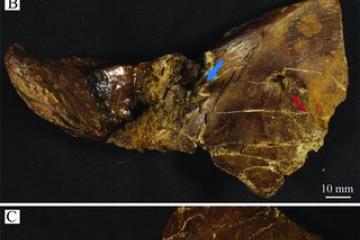 Multiple views of specimen HRS0549, an Edmontosaurus annectens neural spine from Wyoming