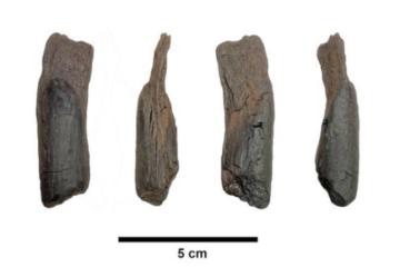 430,000-year-old wooden tool from Marathousa 1, Greece