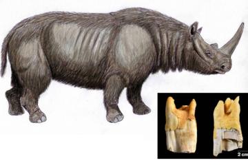 Illustration of the prehistoric narrow-nosed rhinoceros (Stephanorhinus hemitoechus), a species whose teeth were used as tools by Neanderthals.  