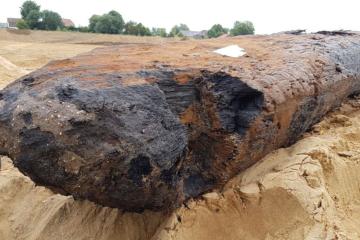 Close up one of the four oak wood piles found in the Meuse River, near Dreumel, Gelderland Province, The Netherlands