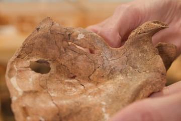 Left scapula of Neanderthal from Shanidar Cave, with hole visible