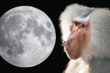 Left, nearside of the Moon, and right, an adult male sacred baboon, Papio hamadryas
