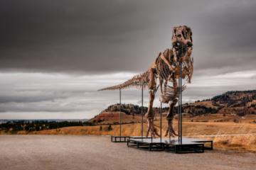 "Gus" - A Mounted Tyrannosaurus Rex Skeleton