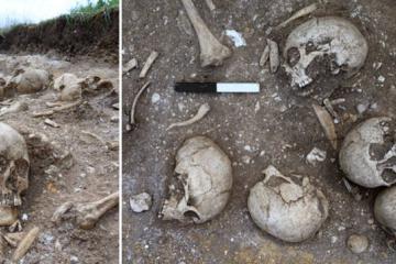 Skeletal remains in the Viking burial pit found at Wandlebury, Cambridgeshire, UK.