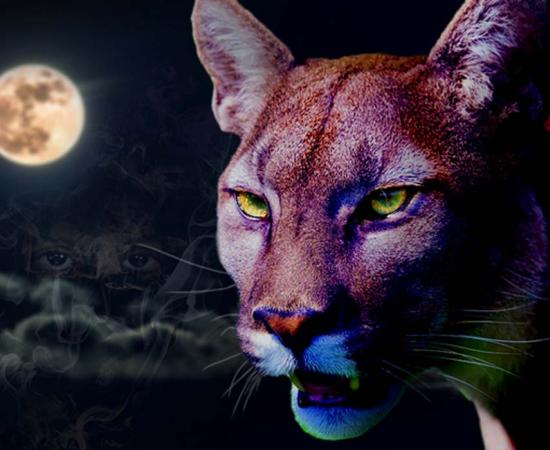 A Puma in the night (Public Domain); with ancestor spirits
