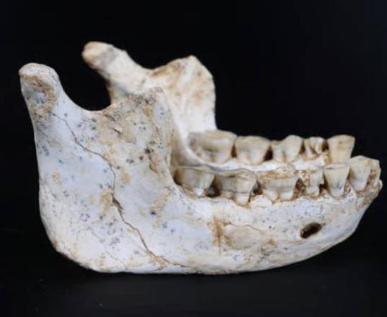 Mandible fossil discovered at Grotte à Hominidés 