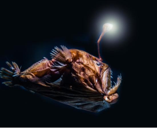 Deep sea fish, the type imagined to be found in the Mariana Trench