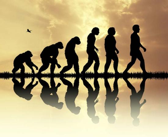 Evolution includes many now extinct human species. 