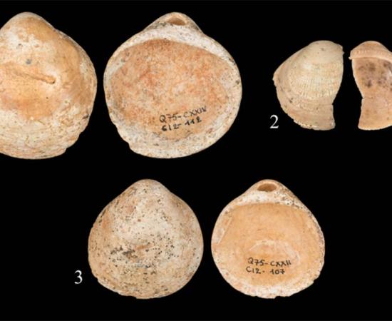 The discovery that a collection of shells were threaded onto 120,000-year-old strings, at a cave in Israel is an important discovery which advances our understanding of human evolution. Source: Bar-Yosef Mayer et al/Plos One/PA Wire