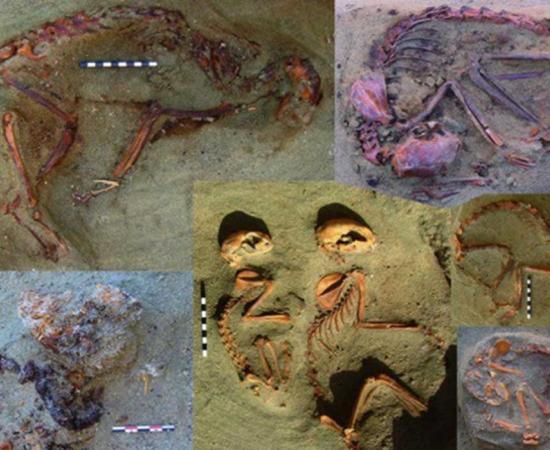 Some of the remains of ancient Egyptian pets unearthed in Berenike.